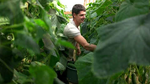 Farmer harvesting cucumbers at greenhouse. Picking healthy vegetables for sale. Concept of cucumbers business.