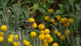 Slow motion 4K video of two black butterflies with orange spots in floral garden.