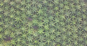 Aerial view of oil palm tree plantation field, Agricultural industry
