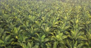 Aerial view of oil palm tree plantation field, Agricultural industry