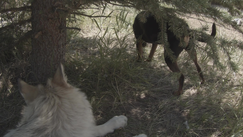 A grey wolf named Koa.