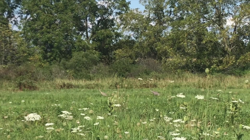 two sandhill cranes walking through a wildflower field