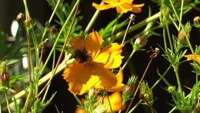 Macro of bee gathering pollen from cosmos flower in garden for wellness
