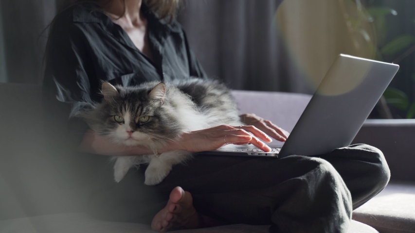 Girl is working on a black laptop on sofa and big cat is laying on her lap. Work from home. Stay home. Coronavirus quarantine Royalty-Free Stock Footage #1038041057