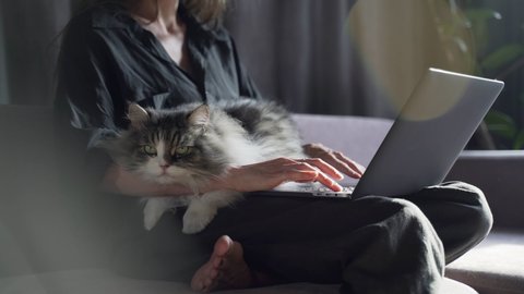 Girl is working on a black laptop on sofa and big cat is laying on her lap. Work from home. Stay home. Coronavirus quarantine - Βίντεο στοκ