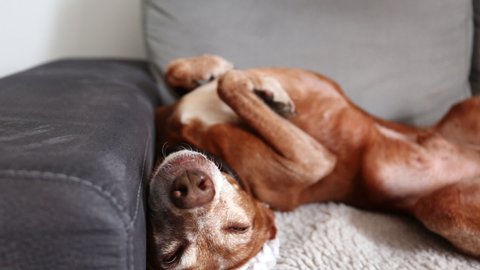 Andalusian Podenco breed Dog laying on a grey sofa