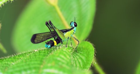A bright yellow-blue grasshopper slowly moves on a green leaf. Unusual grasshopper. Green background. Erucius apicalis