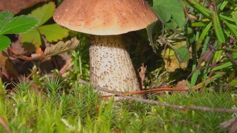 Birch Bolete Mushrooms (Leccinum scabrum) Growing in Forest