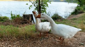 white geese near the lake scream and graze. Video with nature sounds
