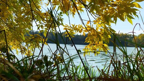 Autumn landscape near the lake. Middle view from under a yellow tree.