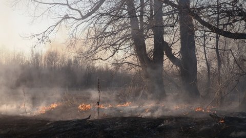 Forest and grassland fire, smoking and burning grass and tree