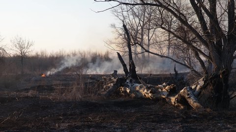 Spring grassland and snag burning in fire, flames and smoke of burning grass