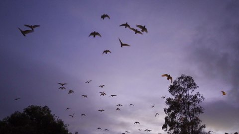 slow motion flock of bird flying early morning little corella, short-billed corella, little cockatoo, parrot Gold Coast Australia