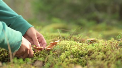 Hands picking fresh chanterelle mushrooms in the forest moss.