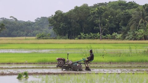 barisal / bangladesh - 24 august 2019 ; a farmer cultivates his land by a Tractor in bangladesh .