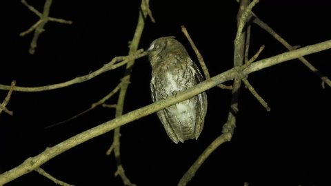 Rinjani scops owl calling on a branch in Lombok island, Indonesia