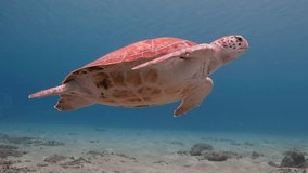 Underwater video from scuba diving with sea turtles. Swimming sea turtle and sandy bottom.  Wild ocean animal. Marine tropical life in the shallow water.
