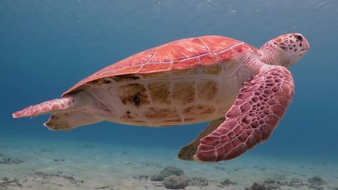 Underwater video from scuba diving with sea turtles. Swimming sea turtle and sandy bottom.  Wild ocean animal. Marine tropical life in the shallow water.