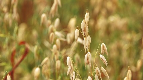 Oat (Avena sativa), sometimes called the common oat, is a species of cereal grain grown for its seed, which is known by the same name (usually in the plural, unlike other cereals and pseudocereals).