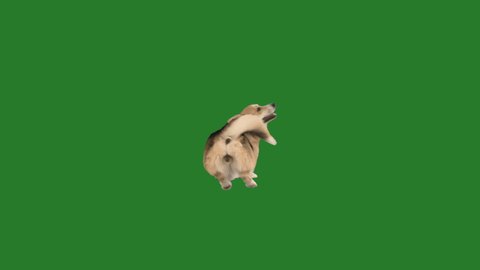 amazing dog is dancing fun on a green screen

