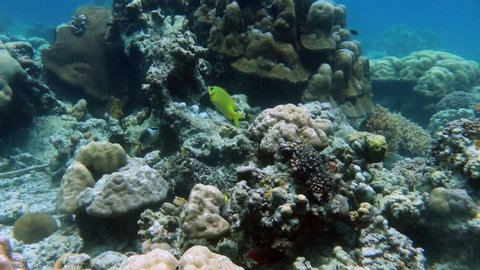 Video of the beautiful and untouched underwater world in the Similan Islands of the Andaman Sea on the border of Thailand and Myanmar. Coral reefs, schools of colorful fish and clear ocean water