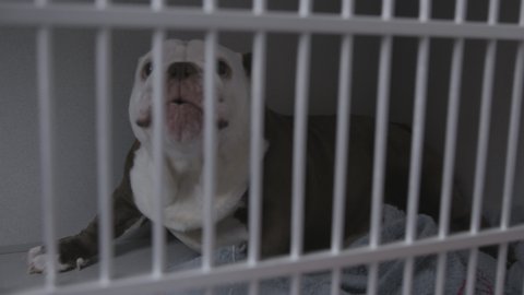 Baton Rouge , Louisiana / United States - 09 11 2019: Bulldog In Cage At The Pound