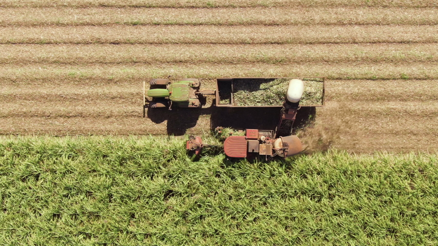 Aerial: Wide and Closeup variety of shots showing harvesting machine cutting down ripe sugarcane crop ready to be transported and refined. Sustainable Biofuel and Organic food concept. Royalty-Free Stock Footage #1038082064