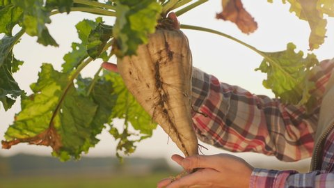 Close-up hands: a female farmer holds ripe sugar beet in the field. The cultivation of sugar beet. Agronomist inspects the sugar beetroot at sunset