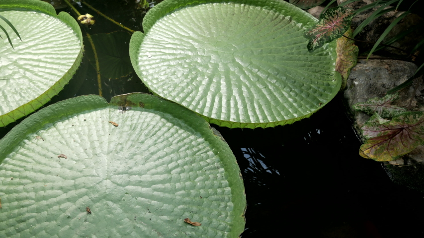 Big green tropical water plant in the botanic garden with orange koi fish in the water.