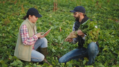 A man and a woman work in a sugar beet field, use a digital tablet, a farmer holds a large sugar beet