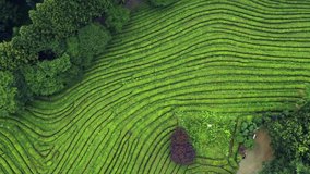 Boseong, South Korea 18 July 2019 Daehandawon. After rain 4K Aerial Drone Footage View of Daehandawon where is famous green tea plantation and bamboo forest.