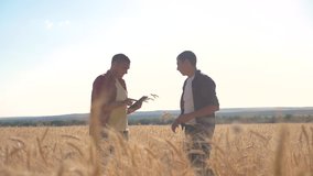 teamwork smart farming slow motion video. two farmers work in wheat field. farmers explore are studying. man with digital tablet Wheat Field summer in the field wheat bread. slow motion video. farmer
