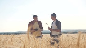 teamwork smart farming slow motion video. two farmers work in wheat field. farmers explore are studying. man with digital tablet Wheat Field summer in the field wheat bread. slow motion video. farmer