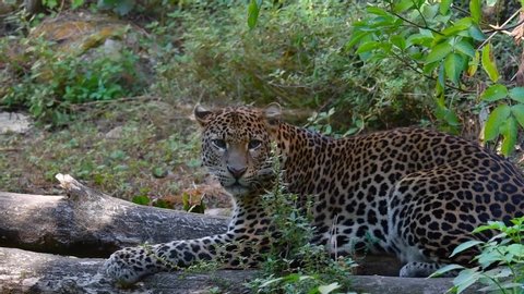 Jaguar Walks Along The Cage Stock Footage Video 100 Royalty Free Shutterstock