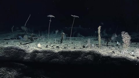 CIRCA 2010s - Footage of marine and coral life from the Deepwater Exploration of the Mariana Trench 2016