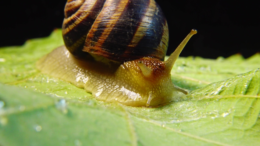Snail on a green leaf image - Free stock photo - Public Domain photo ...