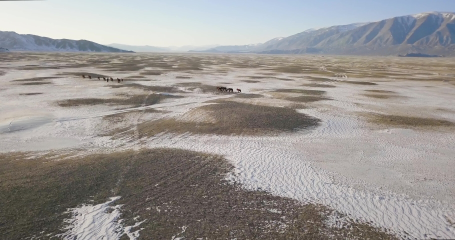 Mongolia, flying over wild horses running across a vast plain surrounded by snowy mountains in winter. Aerial drone shot