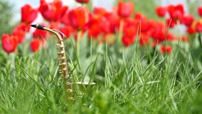 Golden alt saxophone in miniature stands in green grass against a background of red tulips. Romantic spring music background. Slow motion video. Copy space for text.