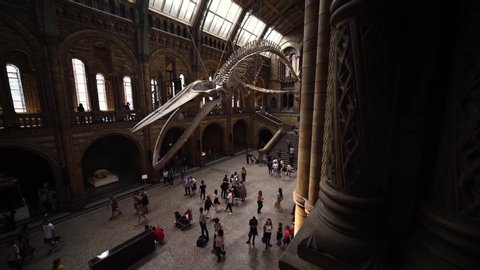 LONDON, ENGLAND - SEPTEMBER 10, 2019: Families visiting Natural History museum looking at the dinosaur exhibit. Concept of prehistoric science, archeology,  fossil, dinosaurs.