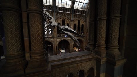 LONDON, ENGLAND - SEPTEMBER 10, 2019: Main entrance gallery of Natural History museum featuring a blue whale skeleton. Concept of science, education, school, history, biology.