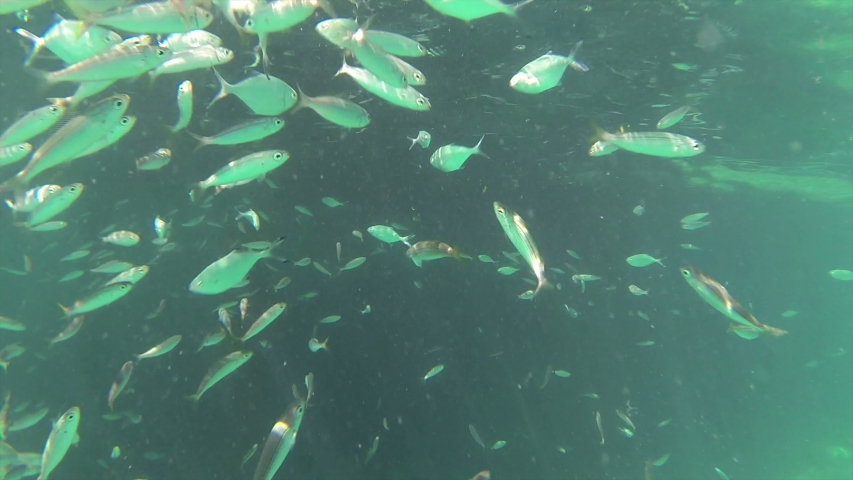 Swarm of Small Fish Swimming Stock Footage Video (100% Royalty-free ...