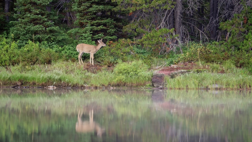 Wild deer eating grass in the Fishercap Lake at Glacier National Park, Montana