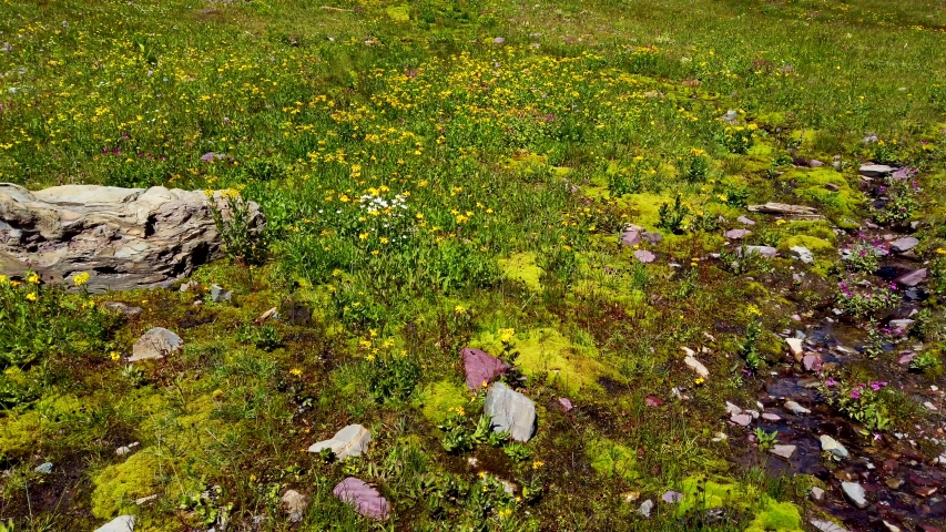 Beautiful landscape around Logan Pass at Glacier National Park, Montana