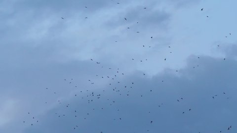 Slow speed motion camera pan scene on swarm of swifts flying scattered on dark grey cloudy sky in evening, chaotic pattern of bird flock, immigration animal in nature environment