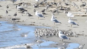 HD Video of many small sandpipers, clustered together amid california gulls and other shore birds searching for food on the beach of a northern California estuary.