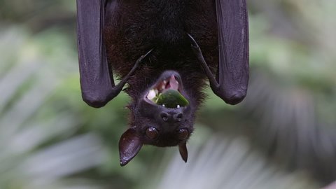 Close shot with a Malayan flying fox (Pteropus vampyrus) while chewing a piece of fruit. The fruit bat (also called kalang) is hanging upside down on a branch and is looking directly to the camera.