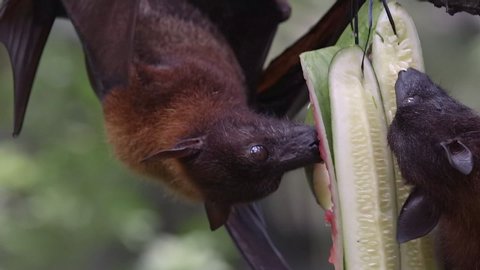 Two large flying foxes (Pteropus vampyrus) eating fruit while hanging upside down on a branch. Close shot taken with two fruit bats (also called kalong) while they eat watermelon.