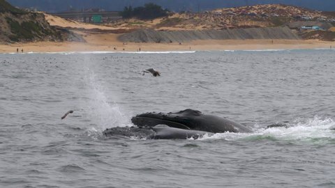 Slow Motion: Humpback whale jumping into sea with seagulls flying over it - Monterey, California