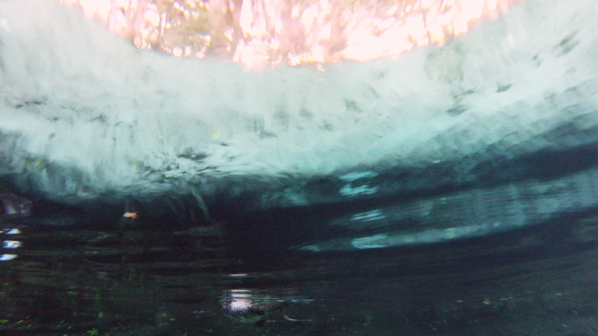 Water surface of level cormorant hunting for food while manatee swimming in sea - Everglades, Florida