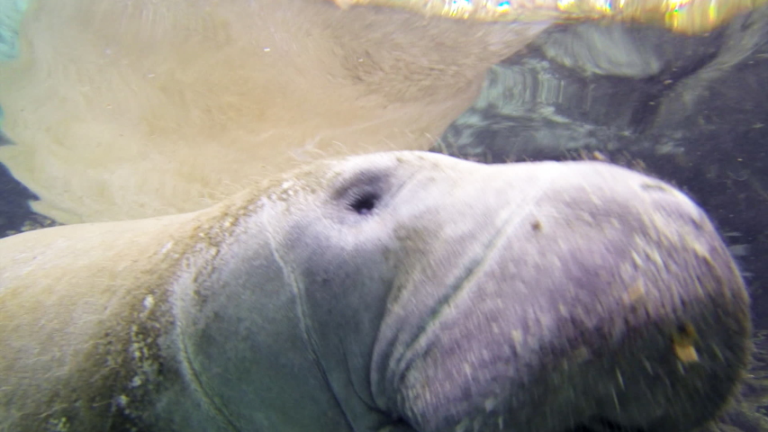 Close-up: Manatee swimming underwater - Everglades, Florida
